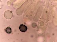hymenium