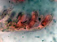 hymenium