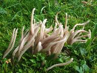 Clavaria fumosa 