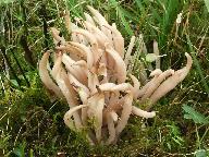 Clavaria fumosa 