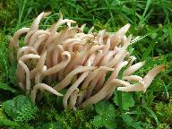 Clavaria fumosa