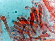 hymenium