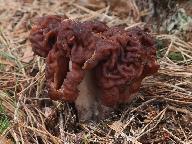 Gyromitra esculenta