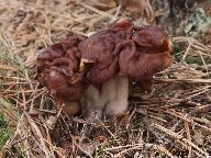 Gyromitra esculenta 