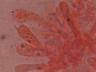 hymenium