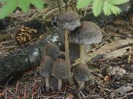 Coprinellus angulatus