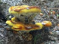 Phaeolus schweinitzii