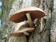 Volvariella bombycina