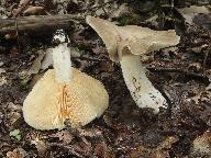 Lactarius azonites 