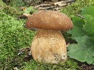 Boletus reticulatus 