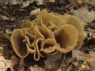 Otidea alutacea