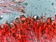 hymenium