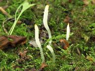 Clavaria falcata