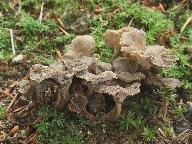 Craterellus undulatus
