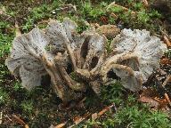 Craterellus undulatus