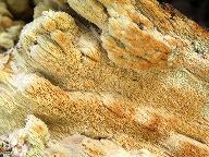 Sarcodontia setosa 