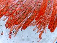 hymenium