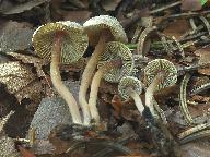 Inocybe petiginosa