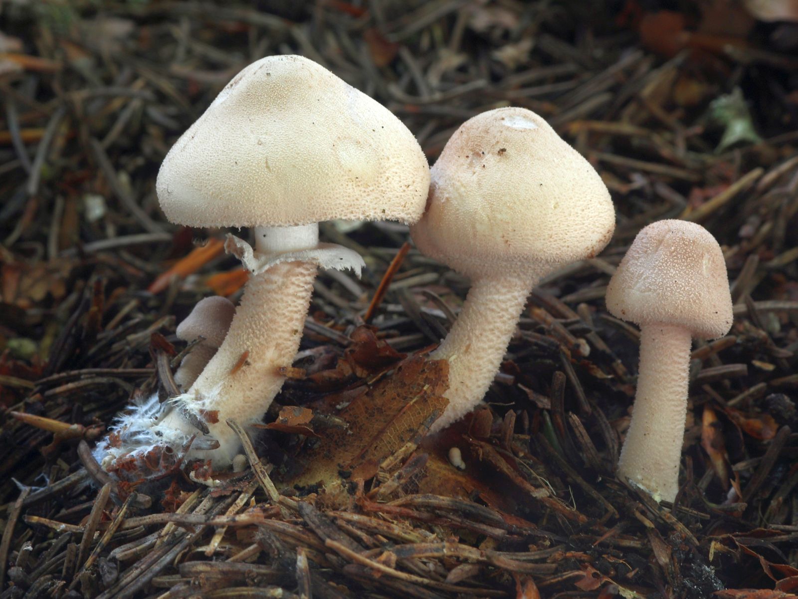 Cystoderma - zrnivka - myko.cz