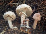 Cystoderma carcharias 