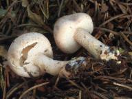 foto Oldřich Jindřich foto Oldřich Jindřich