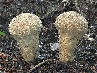 Lycoperdon excipuliforme