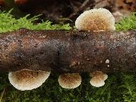 Trametes ochracea Trametes ochracea