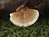 Trametes ochracea Trametes ochracea