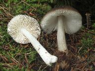 Pluteus pouzarianus