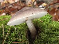 Pluteus pouzarianus 