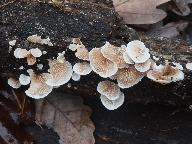 Crepidotus variabilis