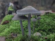 foto Oldřich Jindřich