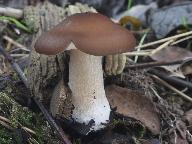 Melanoleuca malenconii 