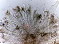 hymenium