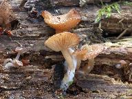 Trichocybe puberula 