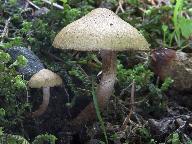 Inocybe bongardii var. pisciodora 