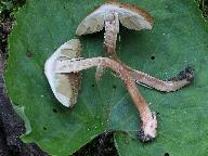 Inocybe bongardii var. pisciodora 