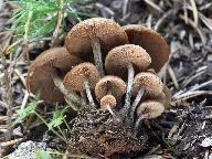 Kuehneromyces lignicola