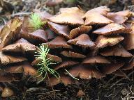 Kuehneromyces lignicola