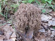 Ramaria fumigata