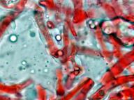 hyfy mycelia