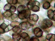 konidiospory