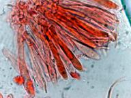 hymenium
