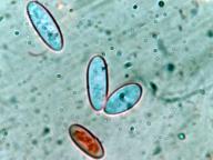 foto Oldřich Jindřich foto Oldřich Jindřich