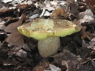 Hemileccinum impolitum 