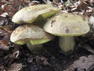 Hemileccinum impolitum 