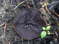Peziza violacea