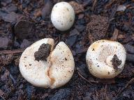 Russula candida 