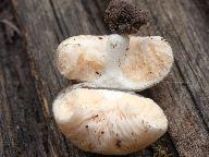 Russula candida 