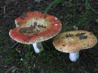 Russula decipiens